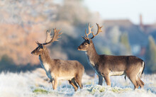 Close Up Of Fallow Deer On A Winter Morning
