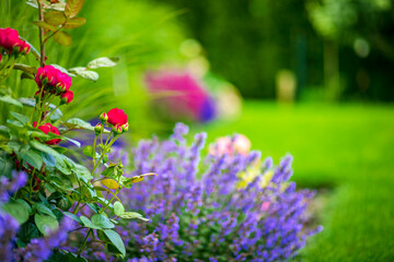 Canvas Print - Spring and summer natural background with roses and lavender flowers in garden