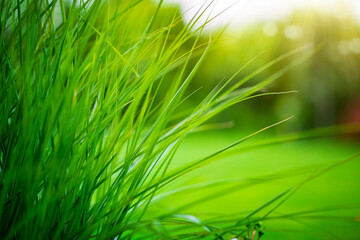 Poster - Natural green grass in sunny garden