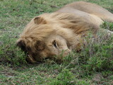 Fototapeta Sawanna - lion in the Serengeti