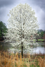 A Flowering Bradford Pear Tree Sits Beside A Calm Pond On A Cloudy Spring Day.