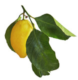 yellow lemon with green leaves