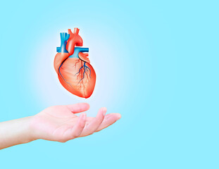 heart attack, human heart isolated on light blue background. cardiology and medical care for heart p