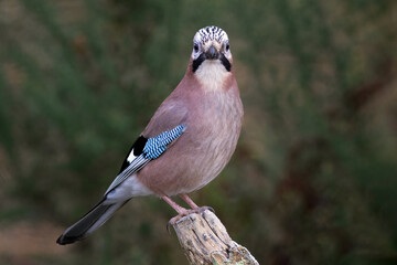 Aufkleber - A close up portrait of a jay, Garrulus glandarius, as it is perched on a wooden branch. It is staring forward, looking directly at the camera.