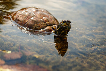 turtle on the water