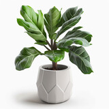 Fototapeta  - house plant Calathea in simple pot white super realistic, generative ai