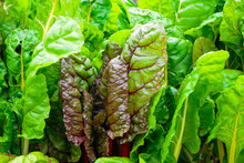 Large Healthy Pieces Of Green And Red Lettuce Greens Growing In A Garden On A Farm. It Has Vibrant Green Crispy Leaves. The Sun Is Shining On The Lush Fresh Vegetable Plants In A Row With Brown Dirt.
