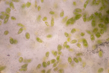 Wall Mural - Euglena is a genus of single cell flagellate eukaryotes under microscopic view for study.