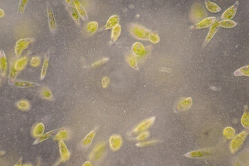 Wall Mural - Euglena is a genus of single cell flagellate eukaryotes under microscopic view for study.