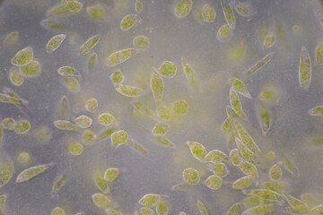 Wall Mural - Euglena is a genus of single cell flagellate eukaryotes under microscopic view for study.