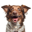 Drunk party dog ​​on transparent background. Generative AI