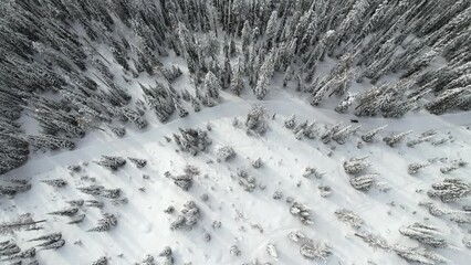 Wall Mural - Drone overhead view of snowmobile rider going through alpine forest