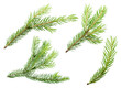 Spruce pine branches isolated on transparent background png cliparts
