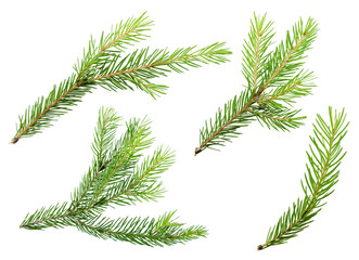 spruce pine branches isolated on transparent background png cliparts