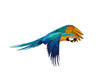 Colorful parrot flying isolated on transparent background png file. High quality instant download parrot png 