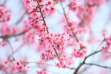 Wall Mural - Wild Himalayan Cherry Blossom beautiful pink cherry blossoming flower branches on nature outdoors. Pink Sakura flowers of Thailand, dreamy romantic image spring, landscape