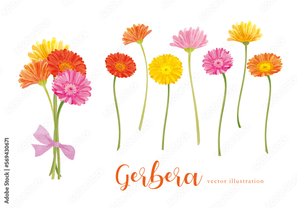 水彩で描いたガーベラのイラスト の Stock ベクター | Adobe Stock