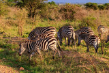 Fototapeta Sawanna - Herd of zebras in savanna in Serengeti national park in Tanzania. Wildlife of Africa