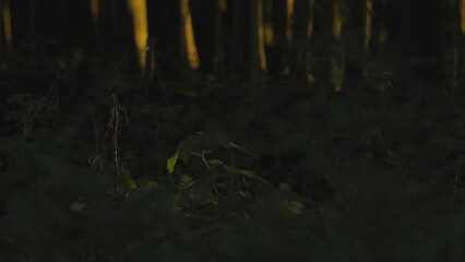 Wall Mural - Jeju forest in the dark, with shadows of leaves