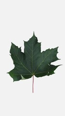 Wall Mural - Time lapse of drying green Maple tree leaf isolated on white background, vertical orientation