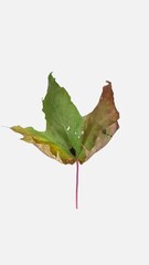 Wall Mural - Time lapse of resurrection colorful Maple leaf isolated on white background, vertical orientation