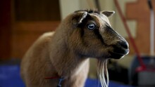 Nigerian Dwarf Goat With Blue Eyes And Goatee At Indoor Petting Zoo, Portrait