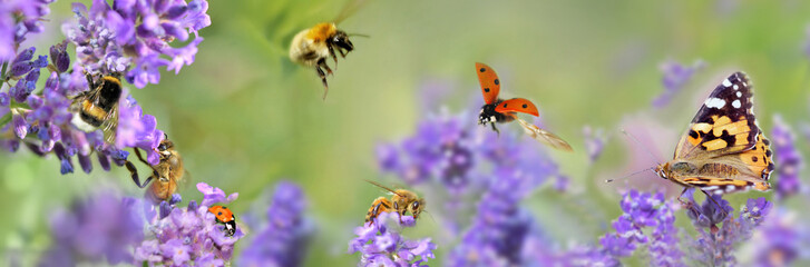 Wall Mural - few honeybee,  butterfly and ladybird on lavender flowers in panoramic view