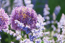 Close-up Of Catmint And Allium Flowers, Stockholm, Sweden