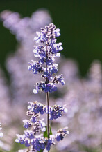 Close-up Of Catmint Flowers, Stockholm, Sweden