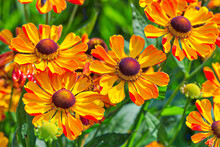 Close-up Of Orange Summer Helenium Flowers Growing  In Park