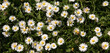 © Milou Dirks - wallpaper seamless background of field of daisies in spring