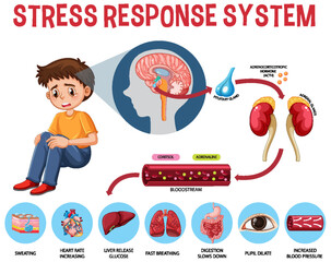 Wall Mural - stress response system scheme