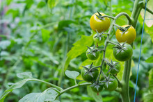 Bunch Of Organic Unripe Green Tomato In Greenhouse. Homegrown, Gardening And Agriculture Consept. Solanum Lycopersicum Is Annual Or Perennial Herb, Solanaceae Family. Cover For Packaging Seeds