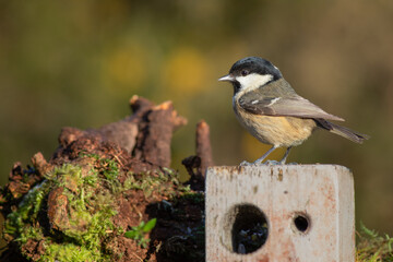 Wall Mural - A close up of a coal tit, Periparus ater, as it is perched on a wooden post and lit by the early morning light. The background is blurry and there is copy space around the subject