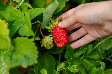 Wall Mural - Gardening and agriculture concept. Woman farm worker hand harvesting red ripe strawberry in garden. Woman picking strawberries berry fruit in field farm. Eco healthy organic home grown food concept.