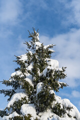 Wall Mural - Picea omorika spruce or Serbian spruce on clear sunny winter day. Picea omorika spruce branches under white fluffy snow against blue sky. Close-up. Selective focus. Winter theme for design.