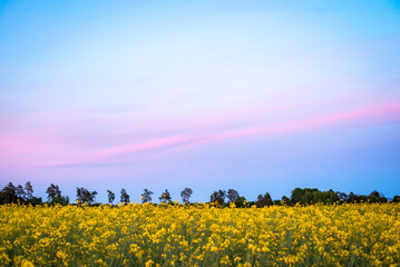 Sticker - Late evening landscape of blooming rapeseed field pine trees in the background. Fuel industry, alternative energy concept