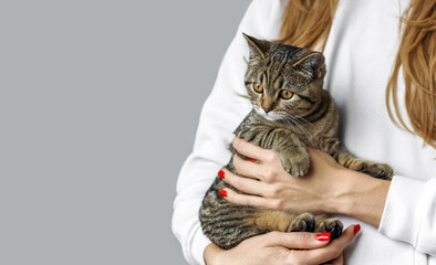 domestic cat kitty in owner arms next to window or isolated on gray background.female in white hoodie holding tabby cat love care female pussycat.siamese fluffy blue eyes animal family member