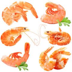 Canvas Print - Shrimp on white background isolated