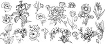 Vector Hand Drawn Line Art Flowers Bundle