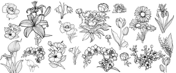 Vector hand drawn line art flowers bundle
