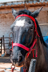 portrait of a horse