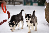 Fototapeta Psy - Cute siberian husky puppy playing the snow winter