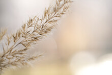 Dry Branch Of Fluffy Pampas Grass On Blurry Background. Monochrome Concept.