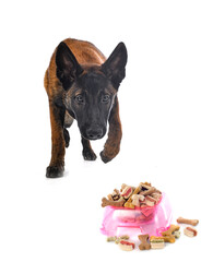 Sticker - puppy malinois in studio