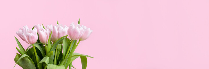 Wall Mural - Beautiful delicate bouquet of tulip flowers on pink background banner. Panoramic web header with copy space. Wide screen wallpaper