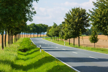 country road between trees and green fields in a rural landscape	