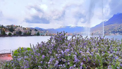 Poster - Panorama with blooming rosemary on Lake Lugano bank, Paradiso, Switzerland