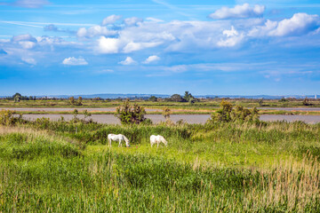 Poster - White thoroughbred horses