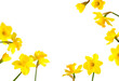 Frame from yellow narcissus flowers isolated on white background. Daffodil flowers. With clipping path. Spring floral background, postcard, yellow sunny buds with petals